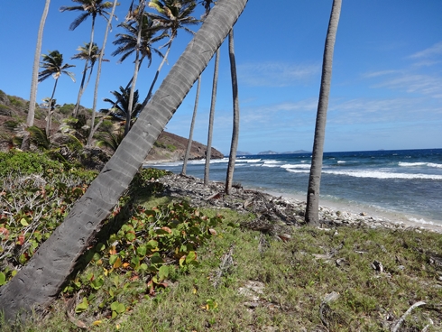 Atlantic coast of Petit Nevis