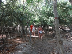 Wetlands walk