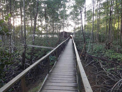 Shoreside access through the mangroves