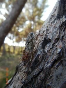 A well camoflaged Cicada