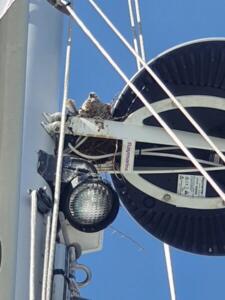 Collared doves nesting between the radar and the mast. You can just see the tail of a second chick