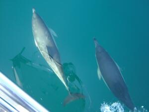 Dolphins off Lundy